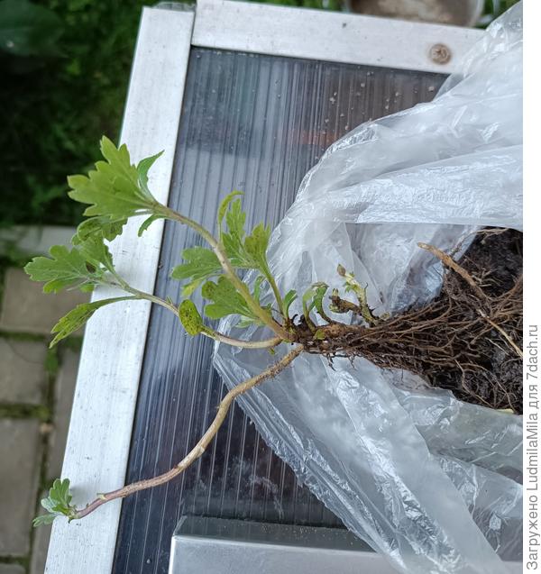 Выпросила у родственницы)))Можно сказать оторвала от сердца)))