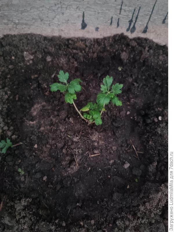 Маленькая хризантема