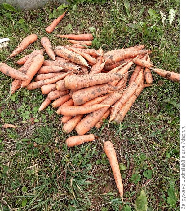 Наша морковь