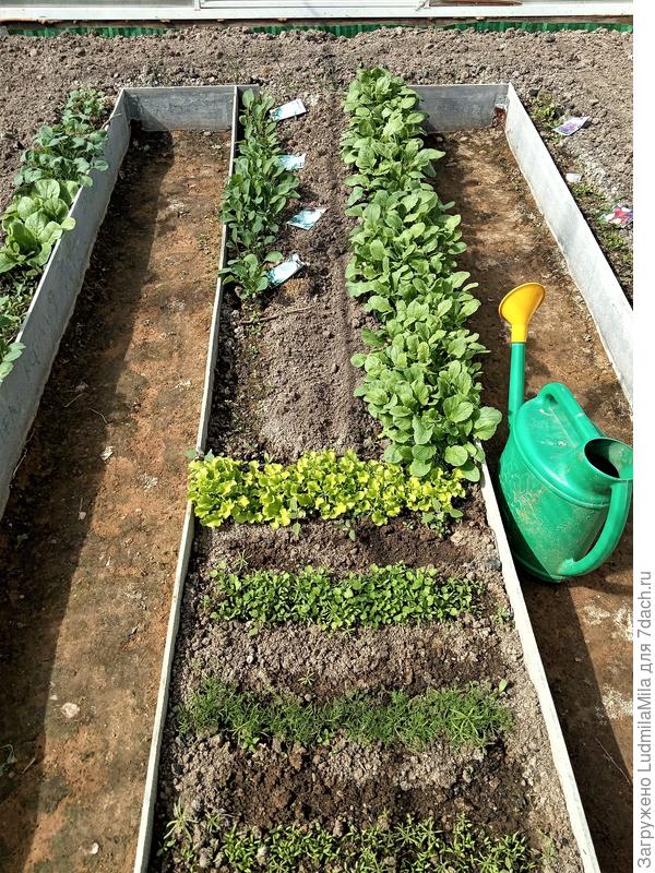 Вот такая скромненькая грядочка(полосочка) редиса