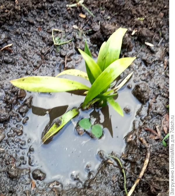 Новая лилия