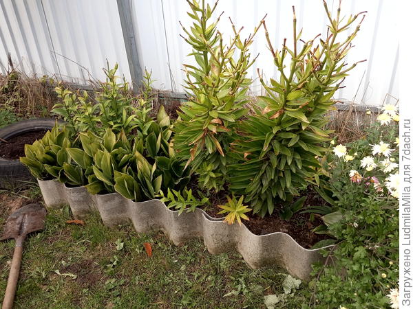 Непонятная грядка. Ландыши и лилии