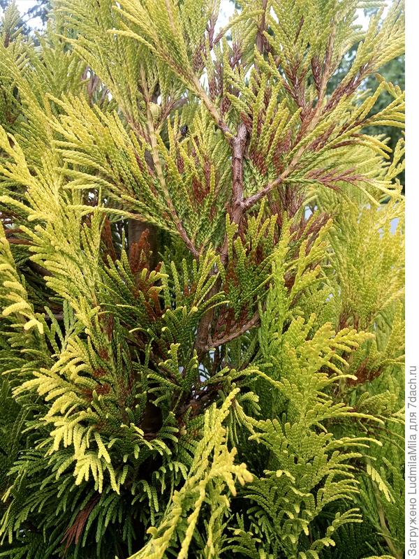 Вот тоже непонятно.То ли сохнет,то ли готовится к зиме.Потом стало понятно ветка засохла.Одна.