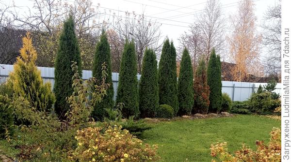 Вот такой вид у туи с семенами