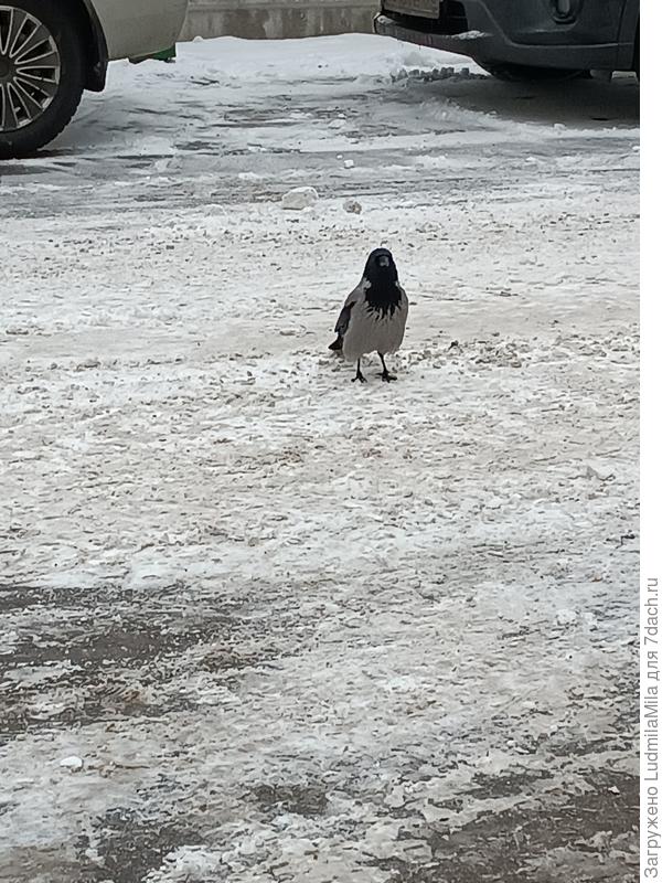 Без вороны никуда