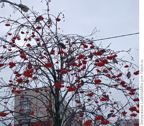 Свиристели.Декабрь