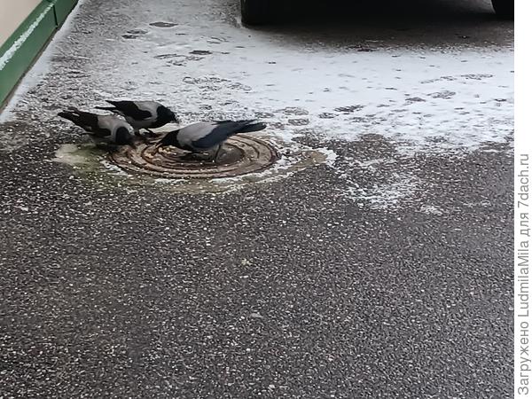 Отбирают вороны у кошечек корм