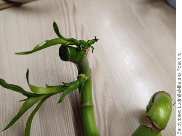 Покупала с одни отростком. Через какое-то время бамбук выпустил новые листочки