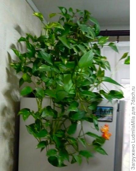 Не очень хорошая фотография, но это мама наших эпипремнумов