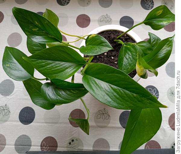 Цветок чувствует себя хорошо