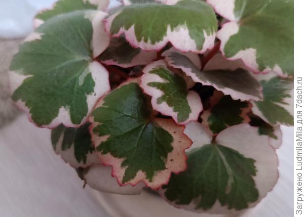 Листья Триколора