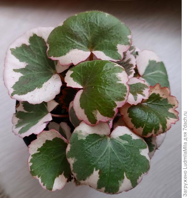 Камнеломка