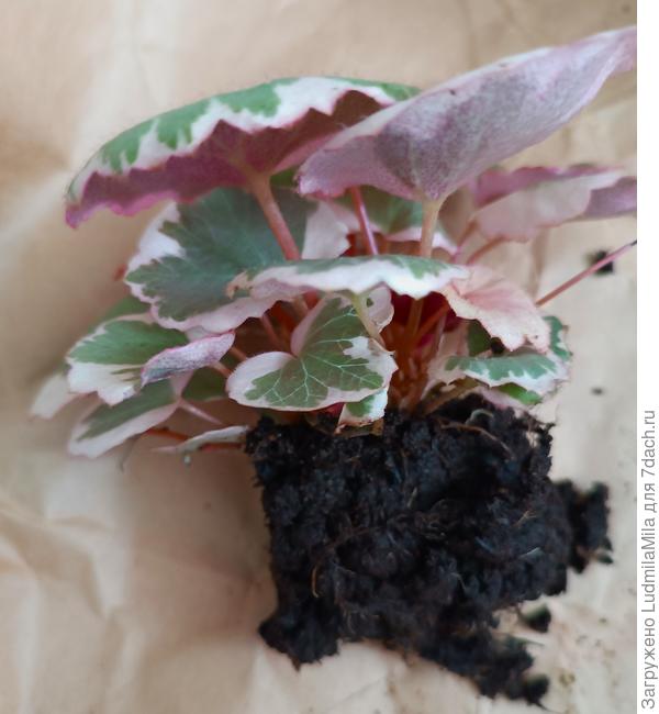 Корневая система