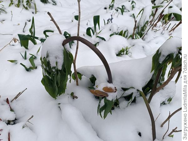 Рябчики полегли.Жалко.Может отойдут?