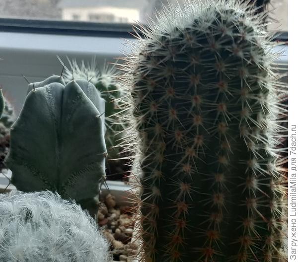 Кактус из детки. 2020 год