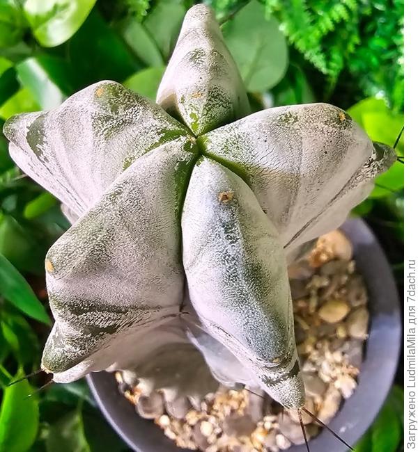 Грани и колючки кактуса