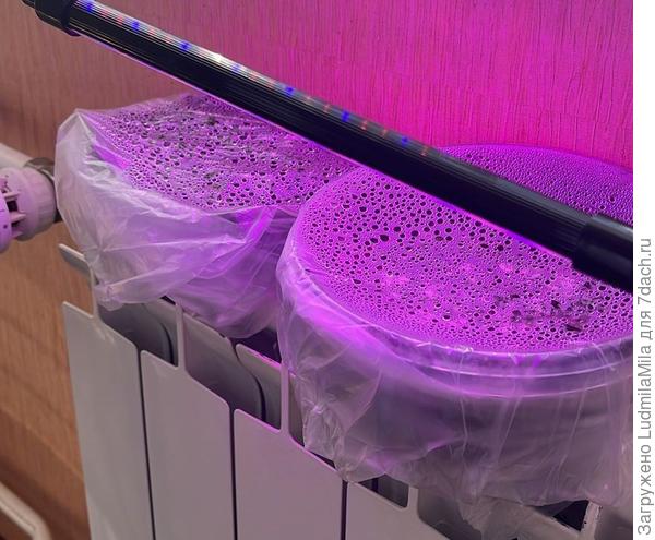 Парник для кактусов