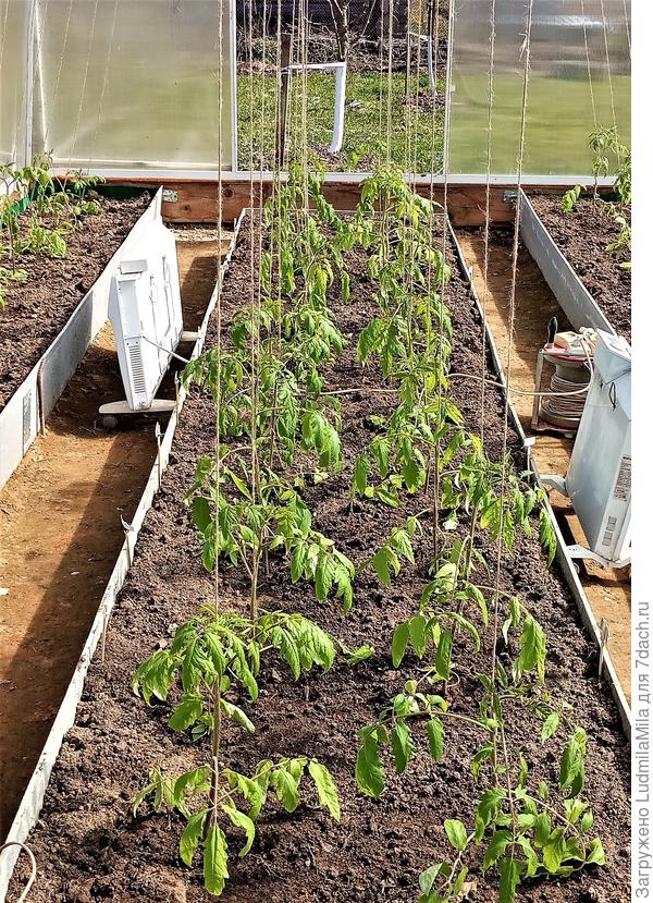 Затяжные заморозки