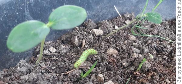 Огурцы мы любим сами