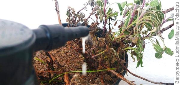 Лечим, стимулируем, реанимируем