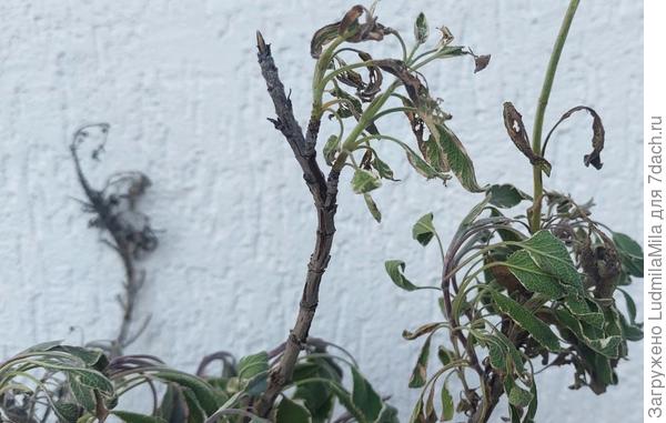 Обрезай, не обрезай... Расти не желает