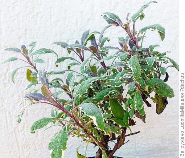 Шалфей выздоровел. Только несколько коричневых кончиков у листьев напоминает, что растение засыхало