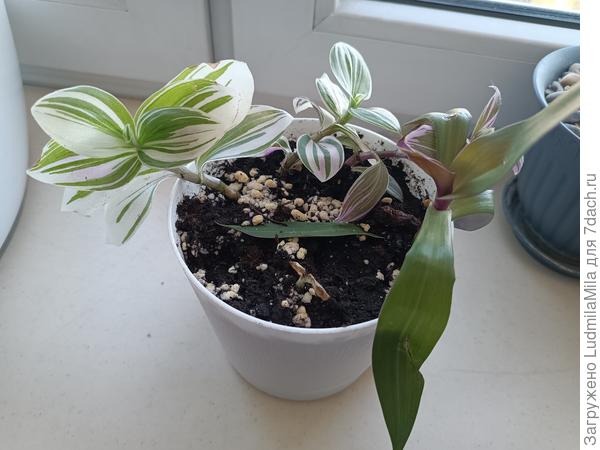 Например,рассадить традесканцию