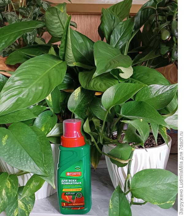 Для любых комнатных растений