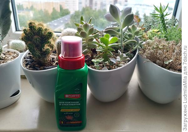 Для любимых кактусов и суккулентов