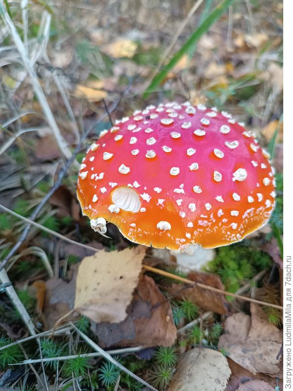 Классический в красной шапочке