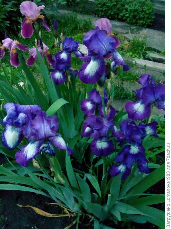 Ирисы