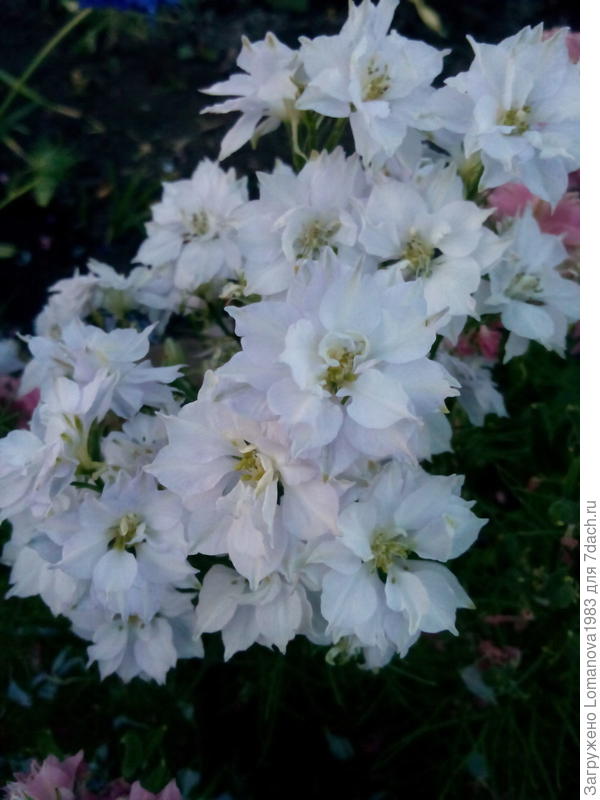 Однолетний дельфиниум