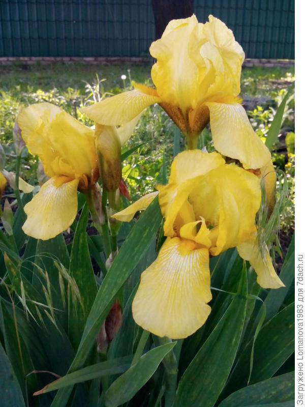 Ирисы