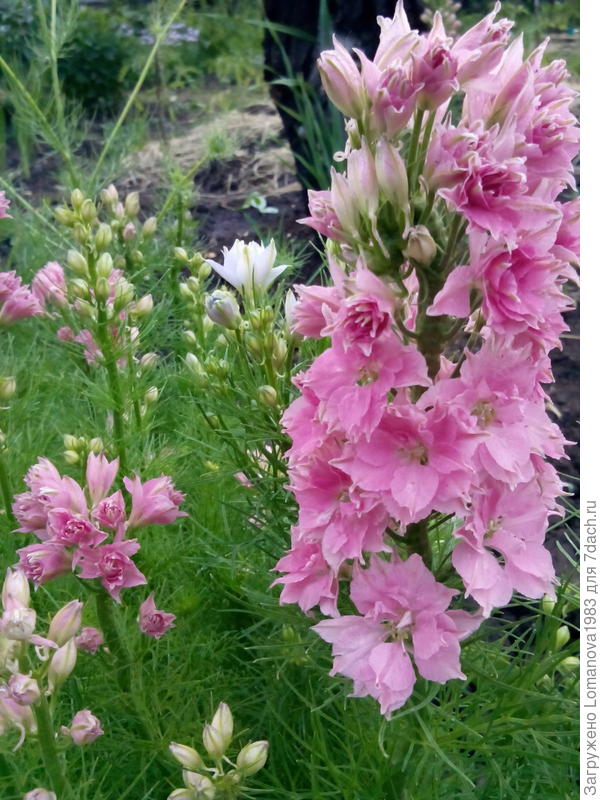 Низкорослый дельфиниум