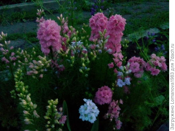 Дельфиниум