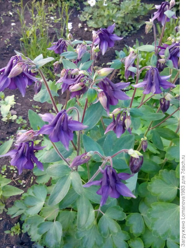 Аквилегиум