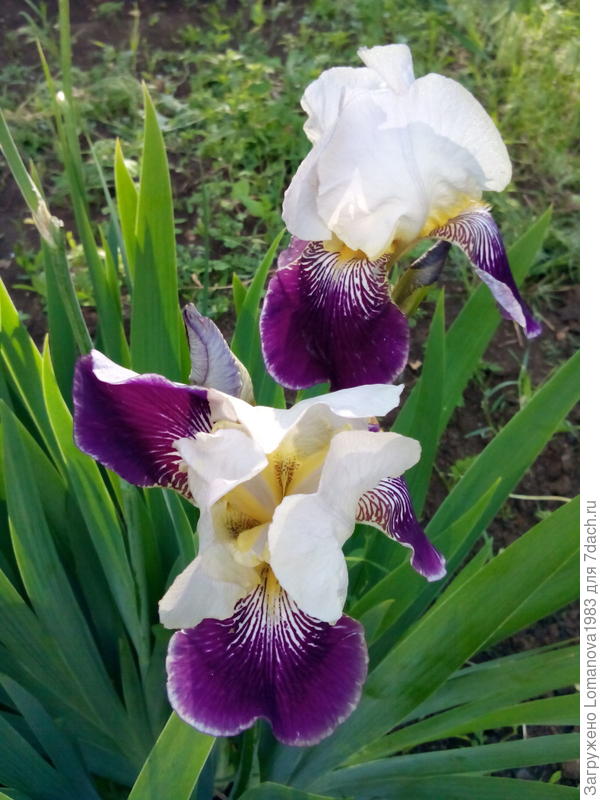 Ирисы