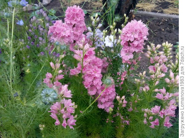 Мои дельфиниумы