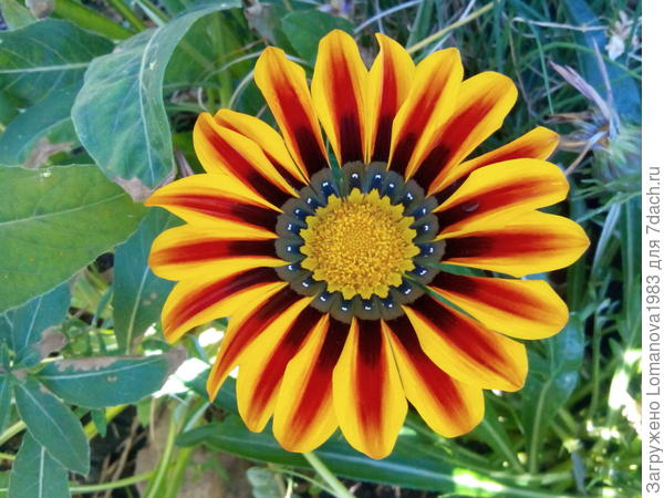 А у меня такая