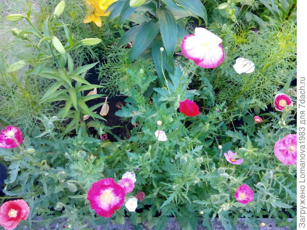 Лилии и маки