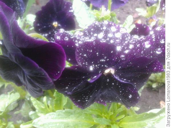 Виола после дождя