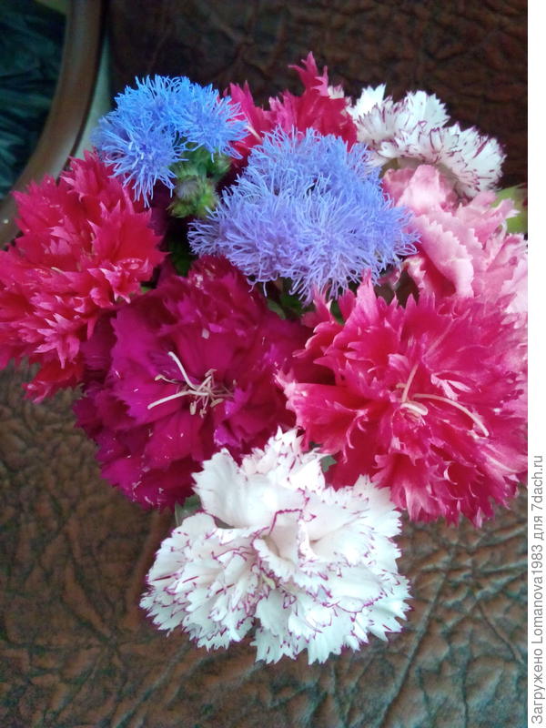 Букет из гвоздик и агератума