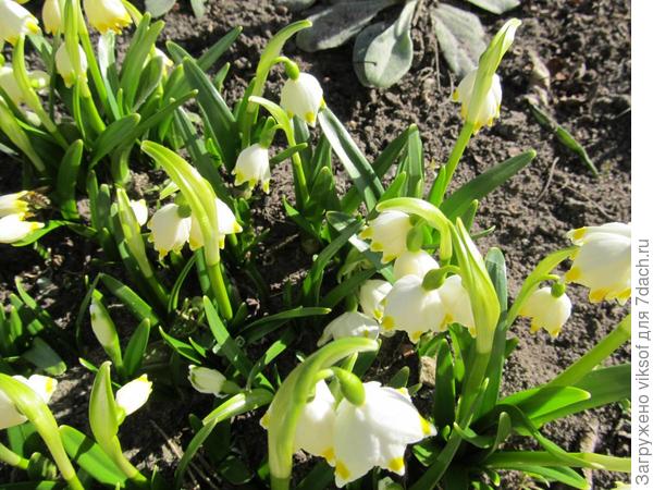 белоцветник