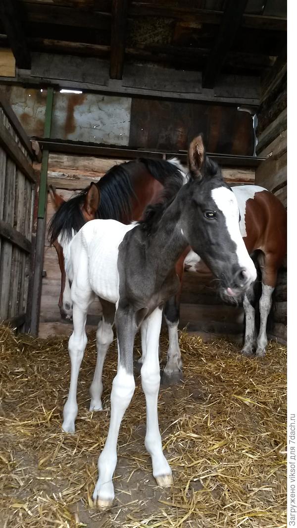 новорожденный жеребенок