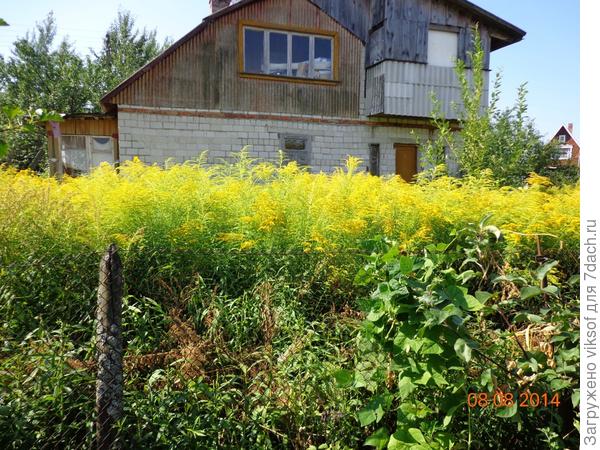 золотарник