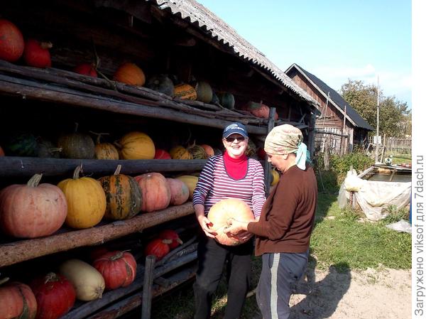 тыквы