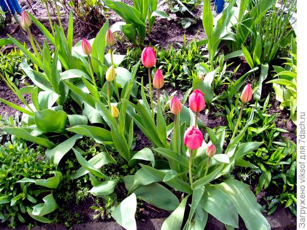 тюльпаны