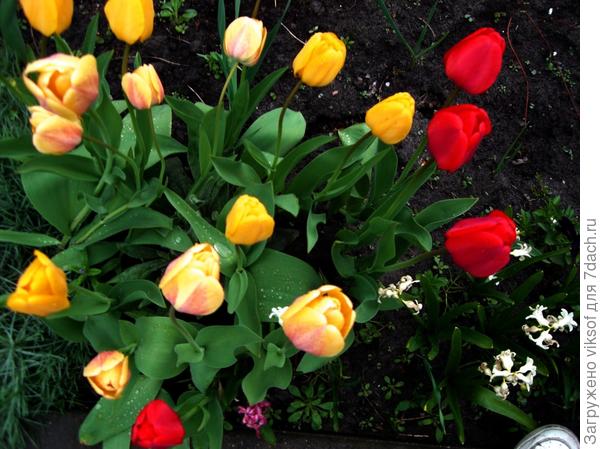 тюльпаны