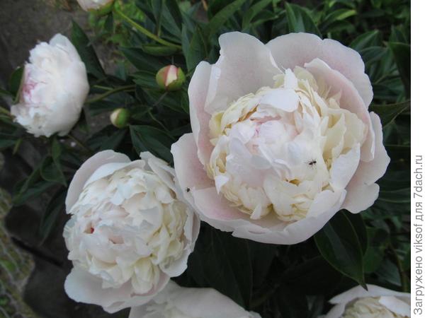 И нежные пионы