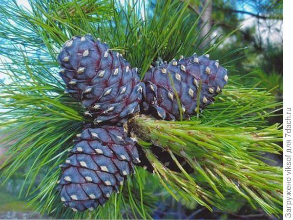 А он признался, что шишек у него много! На всех хватит!!! На досуге буду его разыскивать!